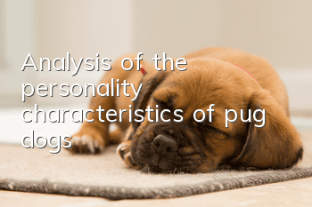 Analysis of the personality characteristics of pug dogs