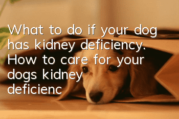 What to do if your dog has kidney deficiency. How to care for your dog’s kidney deficiency.