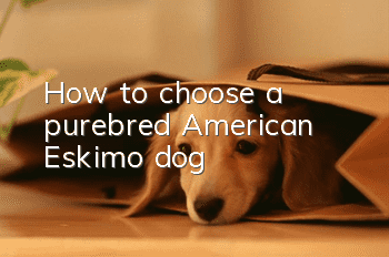 How to choose a purebred American Eskimo dog