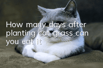 How many days after planting cat grass can you eat it?