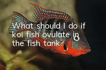 What should I do if koi fish ovulate in the fish tank?