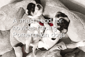 A must-read for novices raising Pomeranian dogs