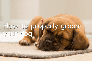 How to properly groom your dog?