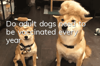 Do adult dogs need to be vaccinated every year?