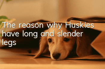 The reason why Huskies have long and slender legs
