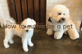 How to euthanize a pet