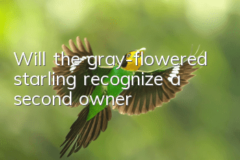 Will the gray-flowered starling recognize a second owner?