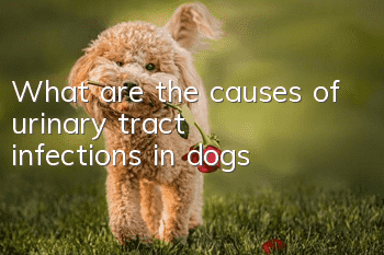 What are the causes of urinary tract infections in dogs?