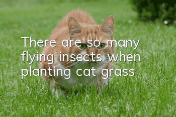 There are so many flying insects when planting cat grass