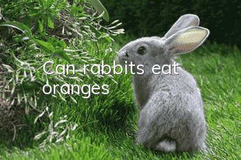 Can rabbits eat oranges?