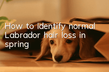 How to identify normal Labrador hair loss in spring
