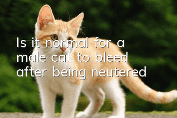 Is it normal for a male cat to bleed after being neutered?