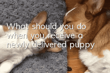 What should you do when you receive a newly delivered puppy?