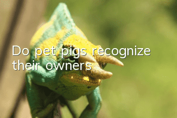 Do pet pigs recognize their owners?