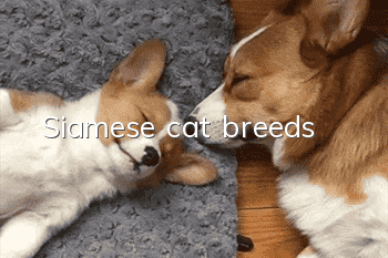 Siamese cat breeds