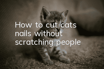 How to cut cats' nails without scratching people