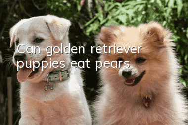 Can golden retriever puppies eat pears?