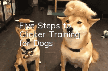 Five Steps to “Clicker Training” for Dogs
