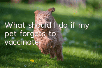 What should I do if my pet forgets to vaccinate?