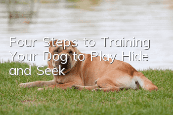 Four Steps to Training Your Dog to Play Hide and Seek