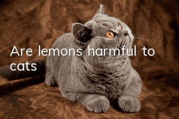 Are lemons harmful to cats?