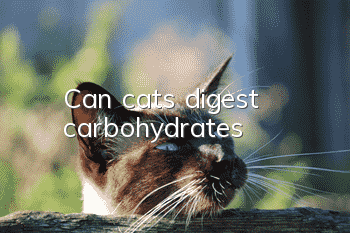 Can cats digest carbohydrates?