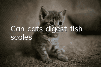 Can cats digest fish scales?
