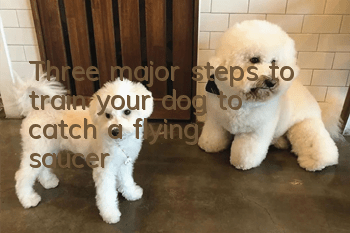 Three major steps to train your dog to “catch a flying saucer”