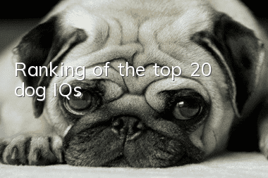 Ranking of the top 20 dog IQs