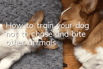 How to train your dog not to chase and bite other animals