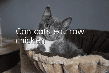 Can cats eat raw chicken?