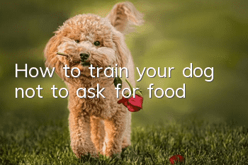 How to train your dog not to ask for food