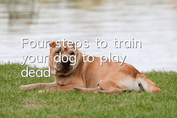 Four steps to train your dog to “play dead”