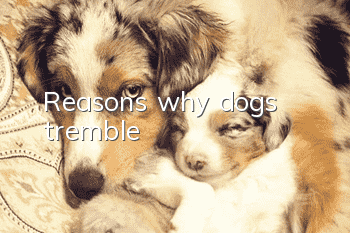 Reasons why dogs tremble