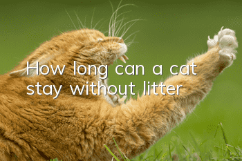 How long can a cat stay without litter?