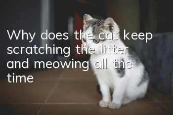 Why does the cat keep scratching the litter and meowing all the time?