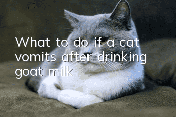 What to do if a cat vomits after drinking goat milk
