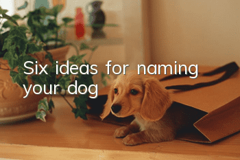 Six ideas for naming your dog