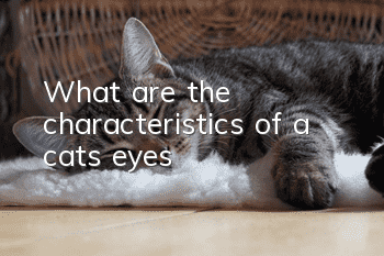 What are the characteristics of a cat’s eyes?