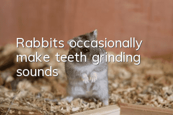 Rabbits occasionally make teeth grinding sounds