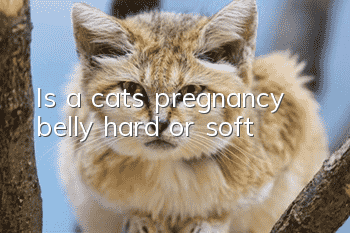 Is a cat’s pregnancy belly hard or soft?