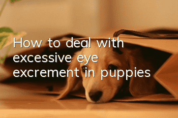How to deal with excessive eye excrement in puppies