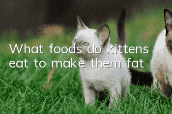 What foods do kittens eat to make them fat?