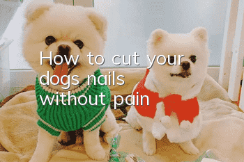 How to cut your dog's nails without pain
