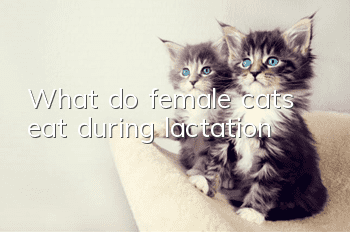 What do female cats eat during lactation?