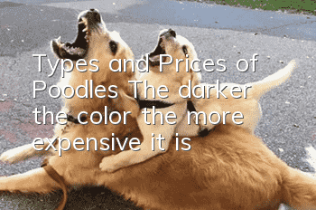 Types and Prices of Poodles: The darker the color, the more expensive it is