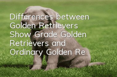Differences between Golden Retrievers, Show Grade Golden Retrievers and Ordinary Golden Retrievers