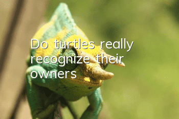 Do turtles really recognize their owners?