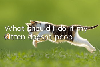 What should I do if my kitten doesn’t poop?