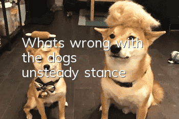 What's wrong with the dog's unsteady stance?